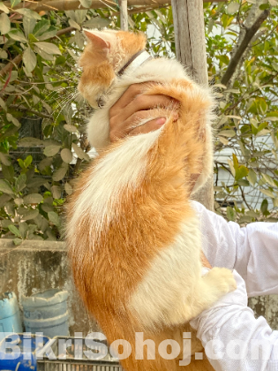 Exotic And Traditional Persian Male.
